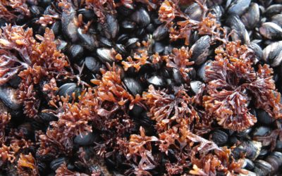 A group of mussels