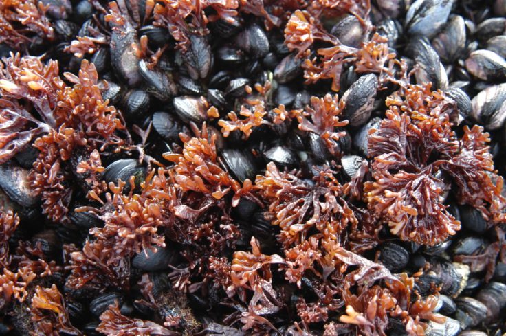 A group of mussels