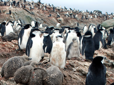 Chinstrap Penguins