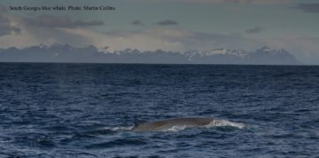 A whale jumping out of the water.