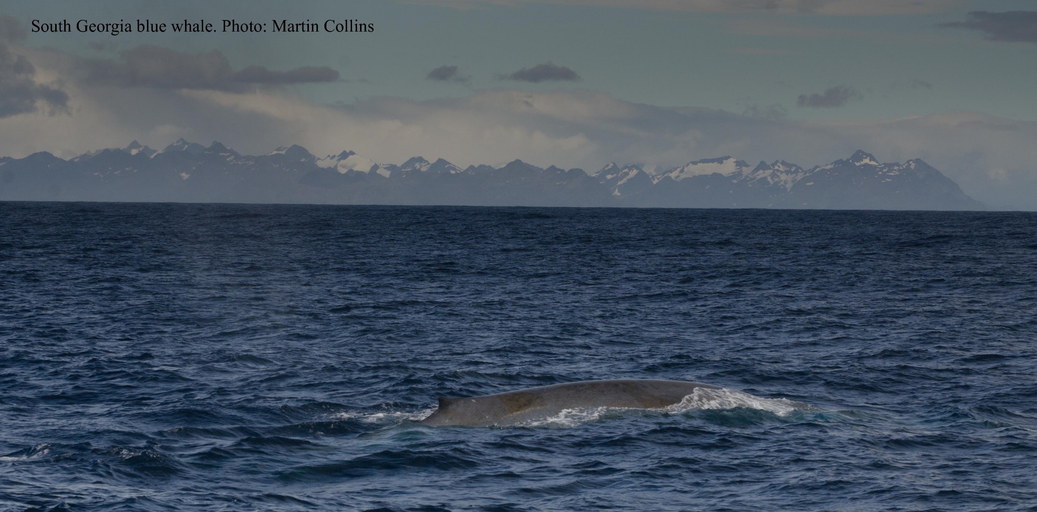 Blog Blue whale comeback at South British Antarctic Survey