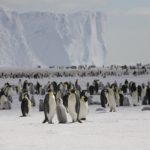A group of people posing for Penguins