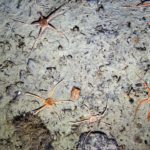 Marine creatures on sea floor