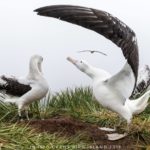 A flock of seagulls standing next to a body of water.