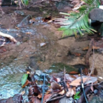 A bird sitting on top of a river.