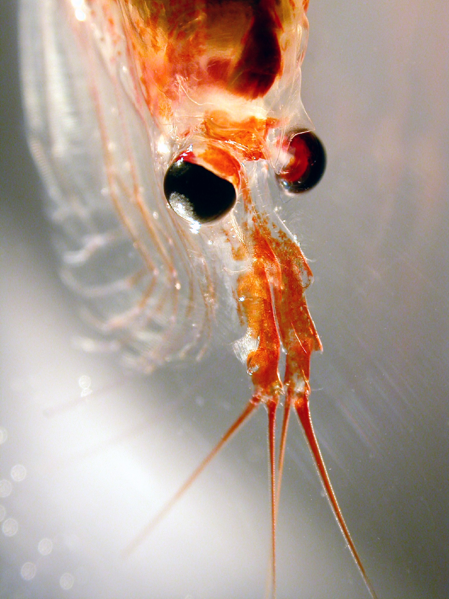 A close up of krill, a small transparent shrimp like creature.