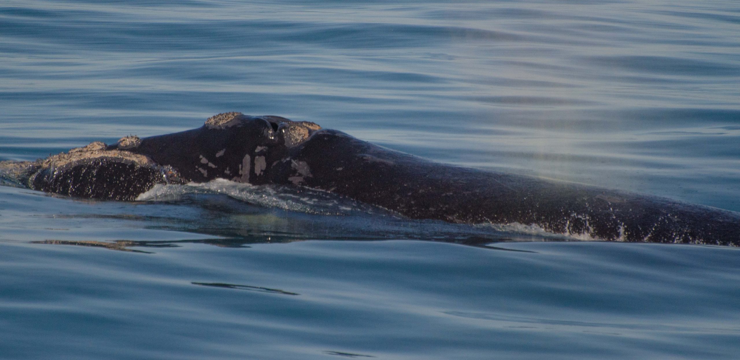 An animal swimming in the water.