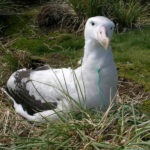 A bird sitting on top of a grass covered field.