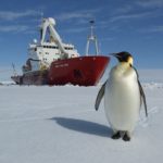 A penguin on the ice in front of the James Clark Ross research ship
