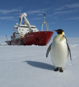 A penguin on the ice in front of the James Clark Ross research ship