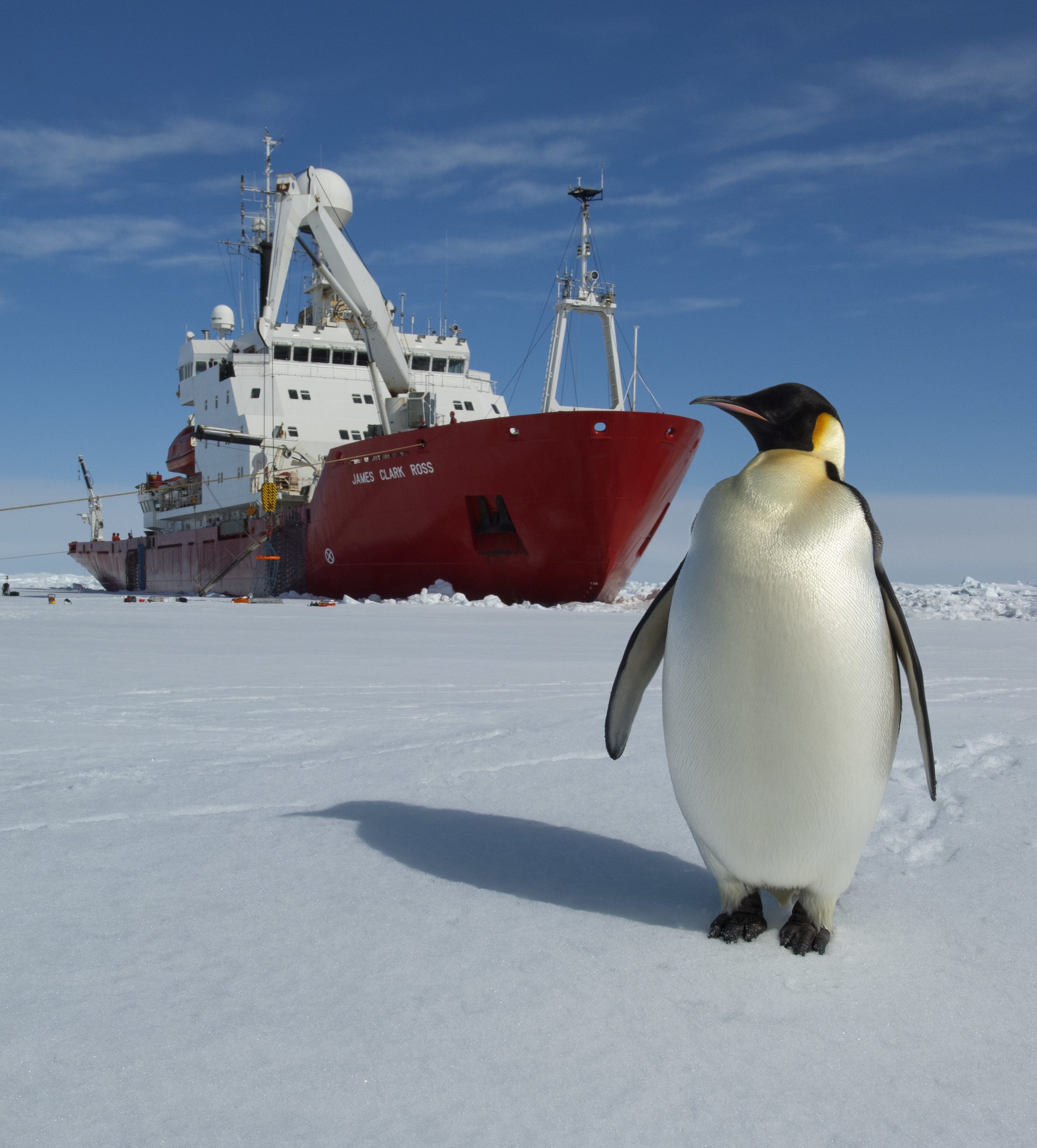 A penguin on the ice in front of the James Clark Ross research ship