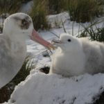 A bird that is standing in the snow.