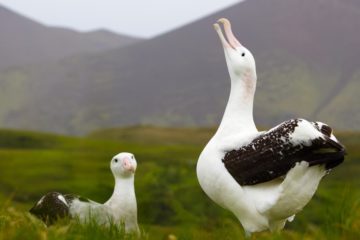 A bird standing in front of a body of water.