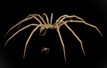 A picture of two sea spiders against a black background
