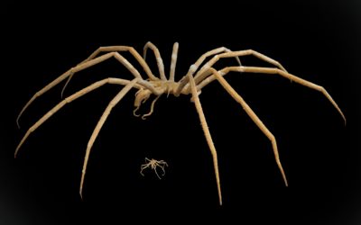 A picture of two sea spiders against a black background