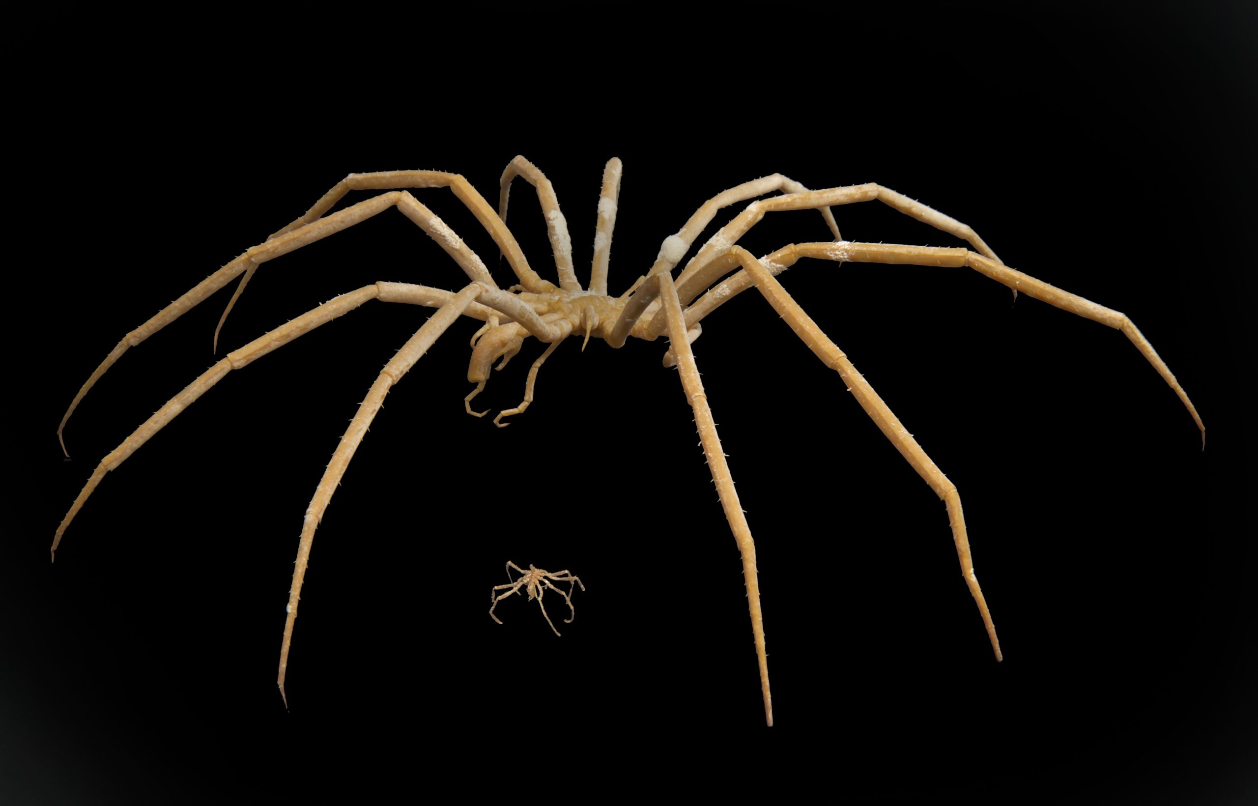 A picture of two sea spiders against a black background