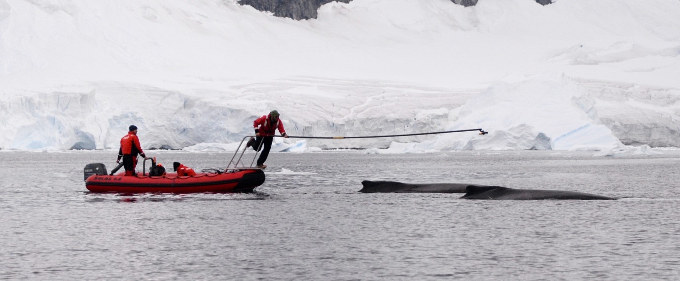 Monitoring whales from space - British Antarctic Survey