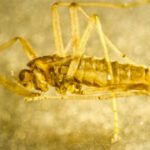 A insect on the ground.