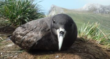 A bird sitting on top of a nest