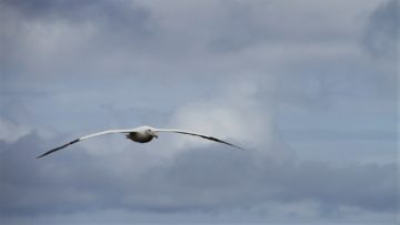 Wandering albatross in flight in South Georgia