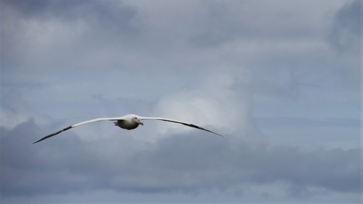 Wandering albatross in flight in South Georgia