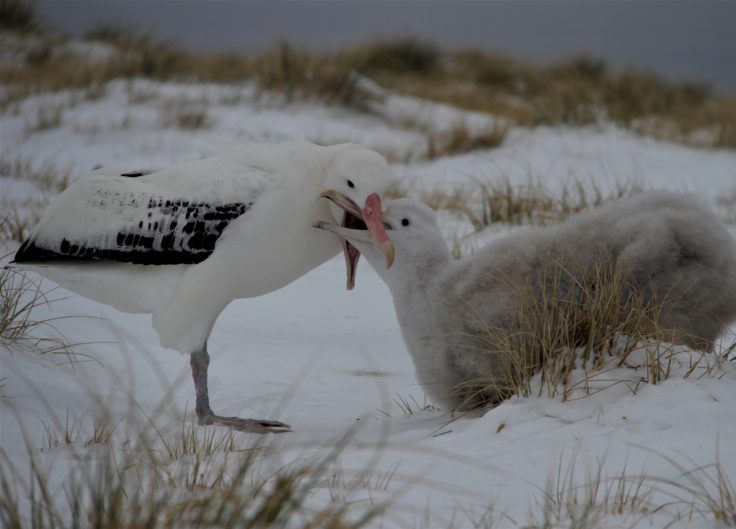 Wandering albatross parent feeding their hungry chick.