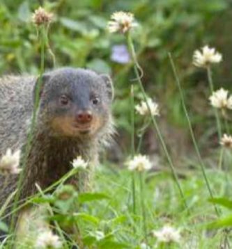 A mongoose bear that is standing in the grass