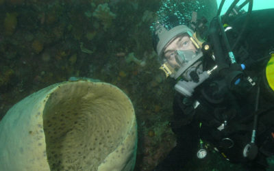 Marine Biologist encounters a giant sponge