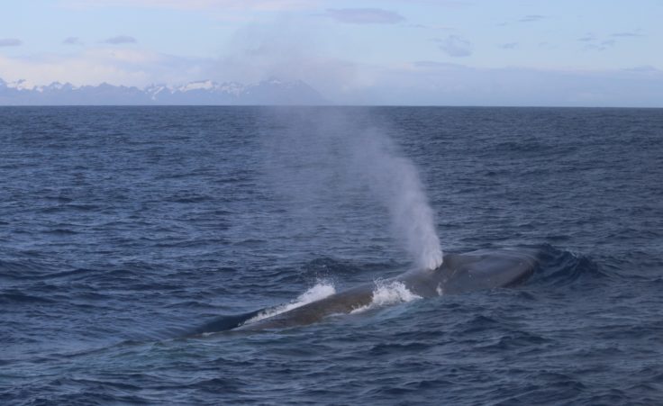 A whale jumping out of the water