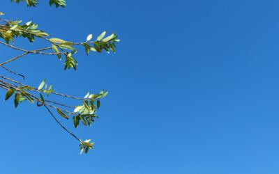 A group of branches on a sunny day