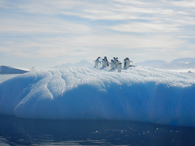 Adelie penguins on an iceberg