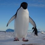 A penguin with a white belly and a black head standing on snow, with blue sky behind