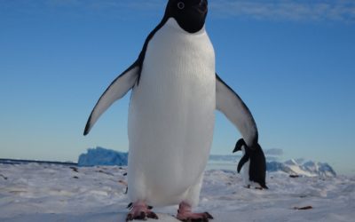 A penguin with a white belly and a black head standing on snow, with blue sky behind