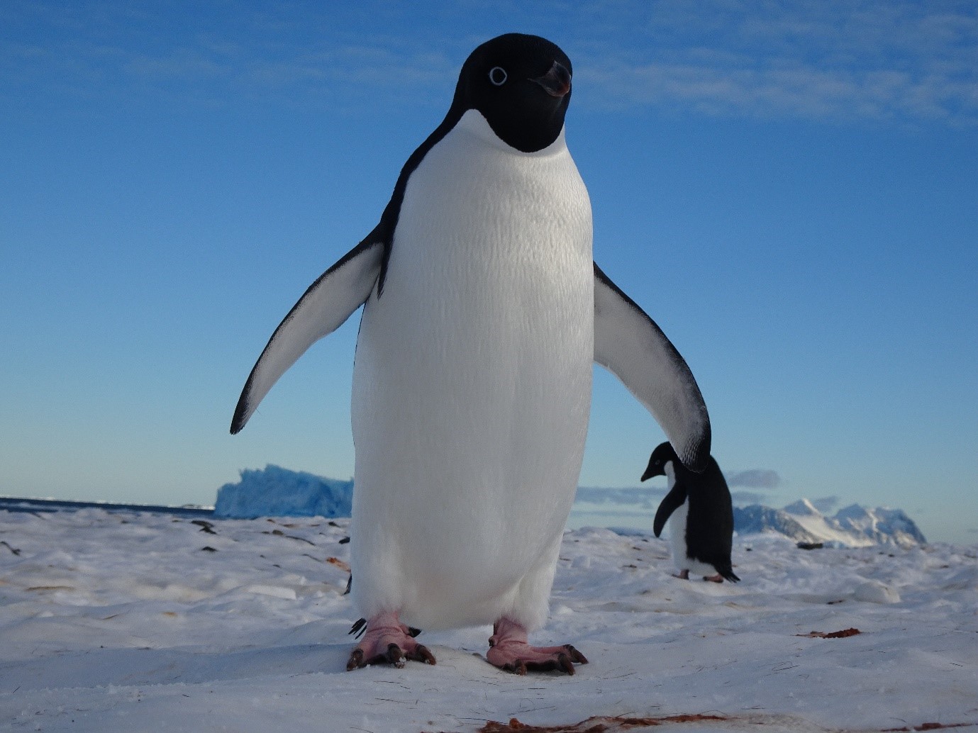 A penguin with a white belly and a black head standing on snow, with blue sky behind