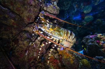 Rock lobsters’ long-distance relationship