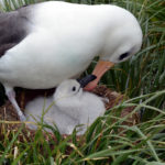 Black-browed albatross with chick