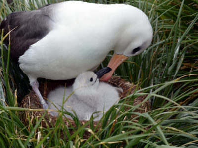 Black-browed albatross with chick