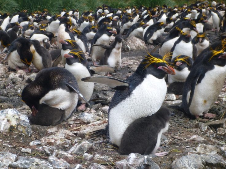 A macaroni penguin (Eudyptes chrysolophus) colony on Bird Island, South Georgia