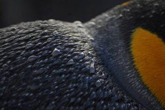 A close up of a bird