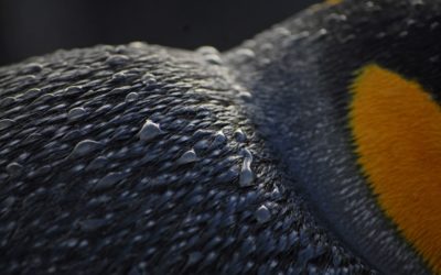 A close up of a bird