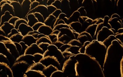 A flock of sheep are standing in the dark