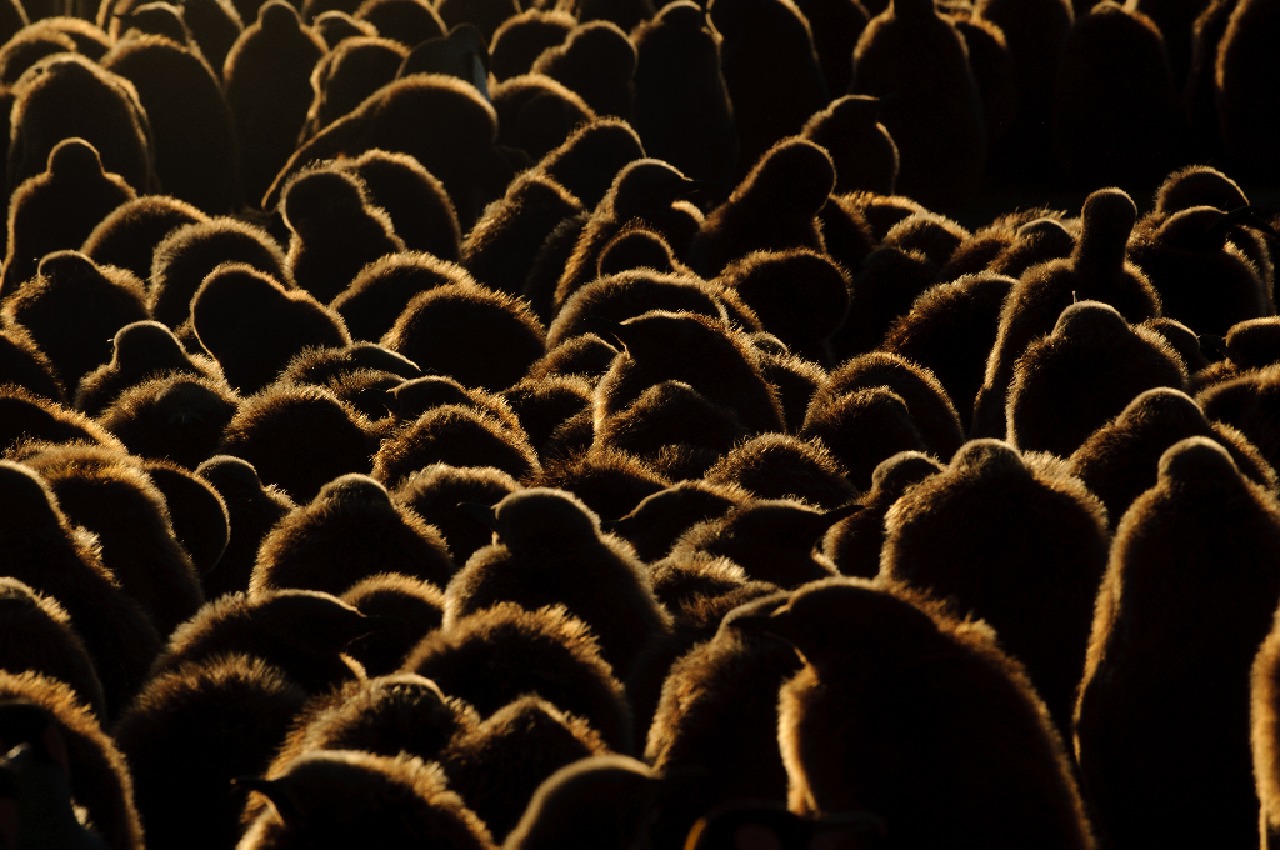 A flock of sheep are standing in the dark