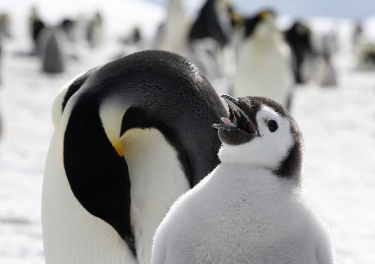 A close up of a penguin