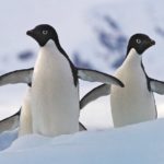 A penguin in the snow