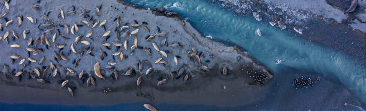 Aerial shot of St Andrews Bay in South Georgia