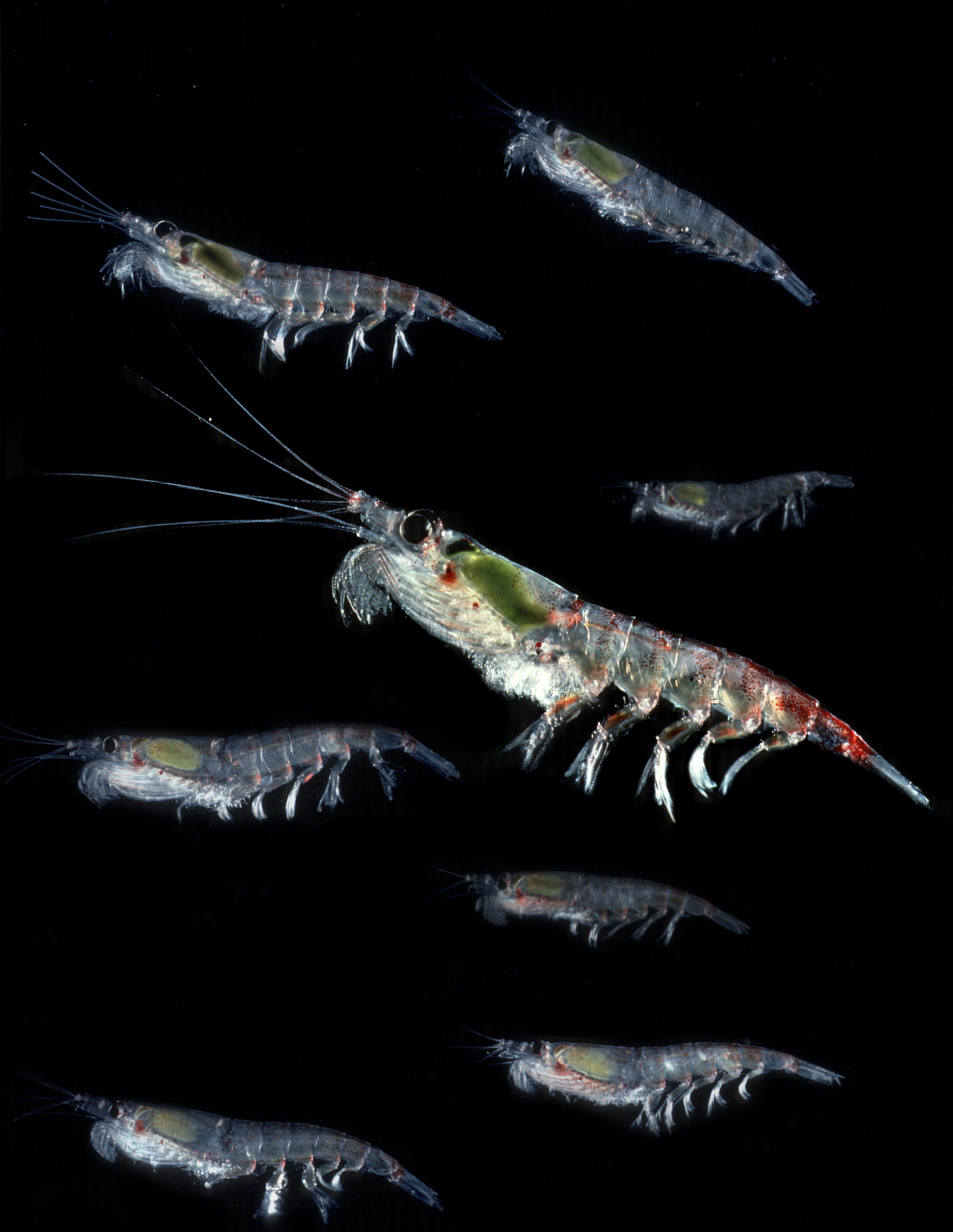Eight krill lit up against a black background