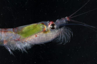 A krill swimming under water