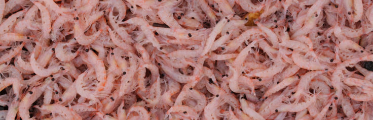 A mass of small, pink shrimp-like creatures