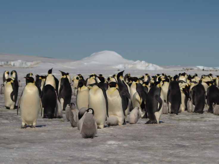 Emperor penguins