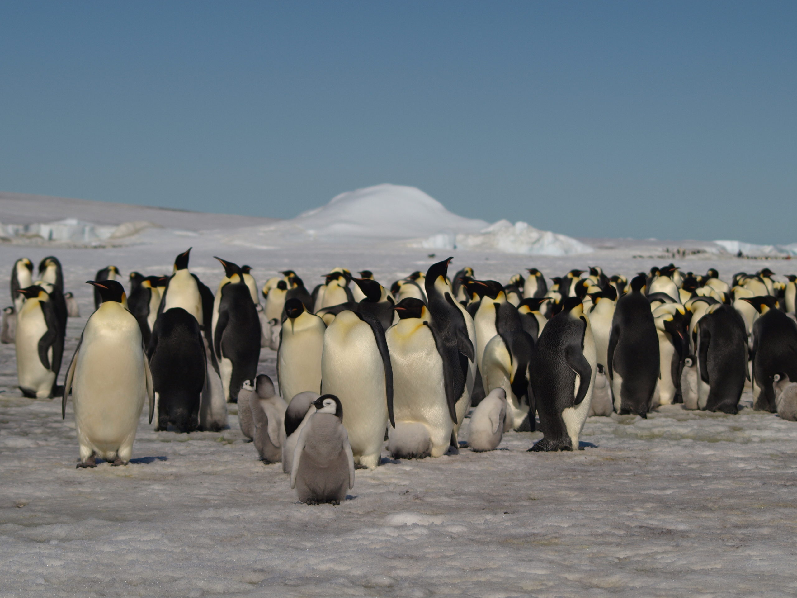 Climate change risk to emperor penguins - British Antarctic Survey